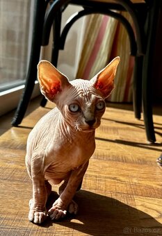 Kanadský Sphynx - 4