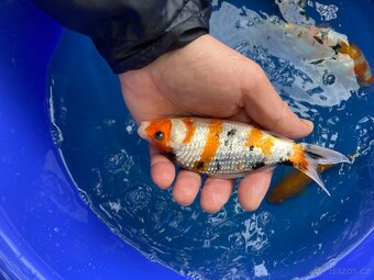KOI kapr - 4