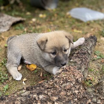 Kanaánský pes - štěňata s PP (Canaan dog) - 4