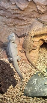 Terarium pro agamu 160x60x60 - 4