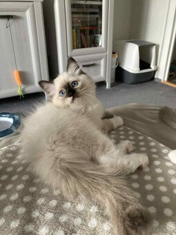 Ragdollí koťátka s PP - 4