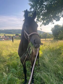 Klisna moravský teplokrevník - 4