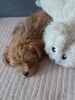 Prodám štěně - 4