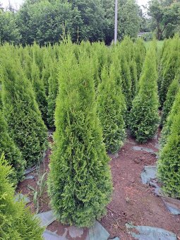 Tuje thuje SMARAGD - 4