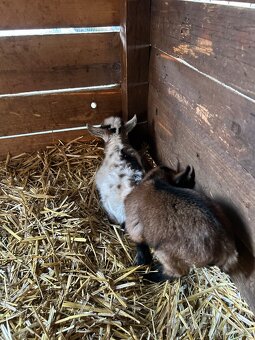 Holandský zakrslý kozel - 4