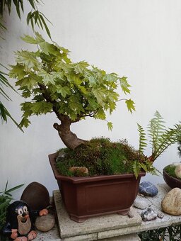 Javor mléč (Acer platanoides) bonsai - 4