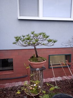 Borovice černá (Pinus nigra) bonsai - 4