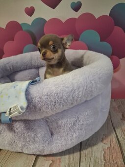 Chihuahua -lila pes - 4