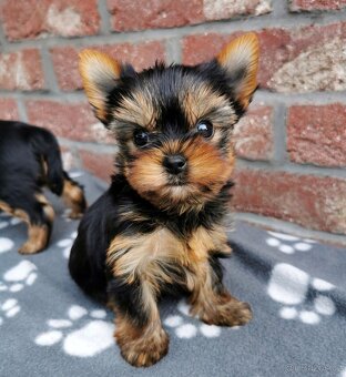 Štěňata jorkšírský teriér (yorkshire terrier) - 4