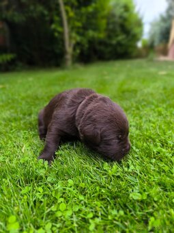 Labradorský retriever s PP - čokoládový pejsek - 4
