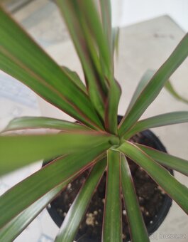 Pokojová květina DRACENA - 4
