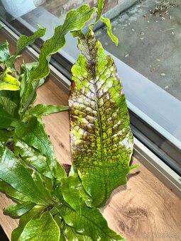 Microsorum musifolium Krokodýlí kapradina - 4