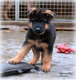 Německý Ovčák - štěňata - 4