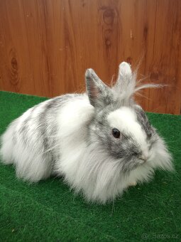 Zakrslý rhönský sameček s teddy genem - 4