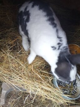 Králíci do chovu - 4