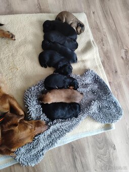 Štěňata křížence - 4