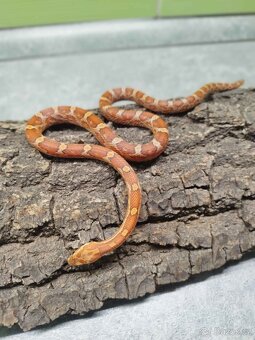 Užovka červená (Corn Snake) - 4