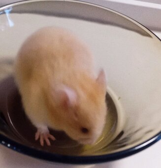 Syrský křeček - 4