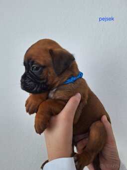 Německý boxer štěňata s PP - Moravia Dog Club - 4