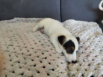 Jack Russell terier - 4