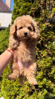 Maltipoo chlapeček - 4
