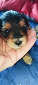 🐾 Jorkšírská štěňátka k rezervaci – odběr před Vánoci 🎄 - 4