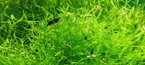 Krevetky-Blue diamond- Neocaridina Davidi - 4