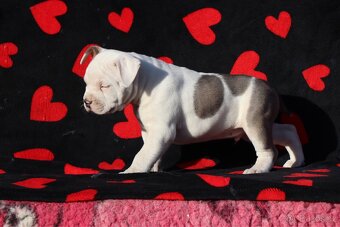 Americký stafordšírský teriér s PP pejsek 2 - 4