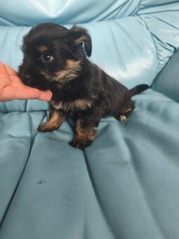 Jorkšírský teriér - 4