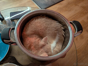 Prodám exotickou kočku s PP - 4