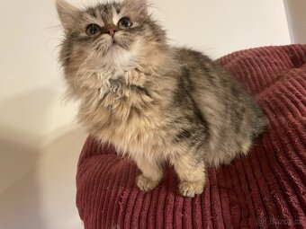 Sibiřská kočka s PP - 4