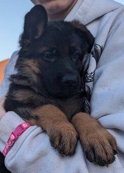 Německý Ovčák, Štěňata s PP exteriérová linie - 4