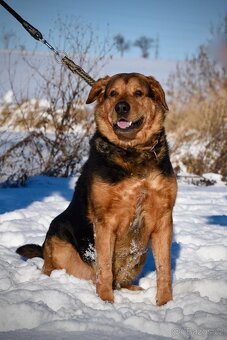 Kříženec ovčáka a rotvajlera hledá domov - 4
