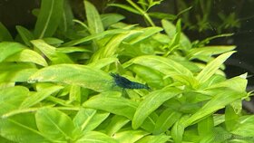 Neocaridina Davidi var. Blue Dream NOVINKA-zasíláme - 4