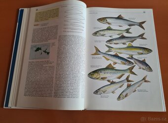 Kniha Svět zvířat - Ryby(1) - 4