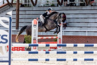 🐴 Na prodej – mladý valach po Hickstead White - 4