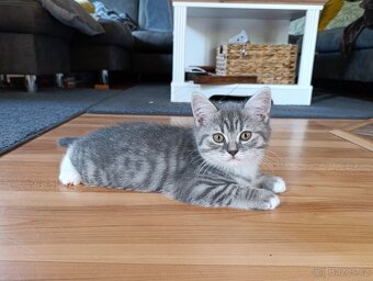 Prodám kocourka barva Whiskas - 4