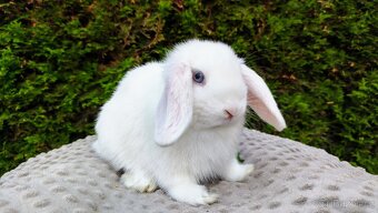 Zakrslý beránek, králíček, králík - TYMIÁN - 4