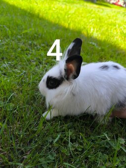 Zakrslý králík prodej - 4