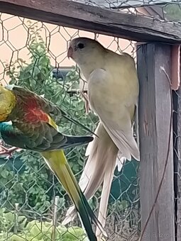 Papoušek zpěvavý - 4