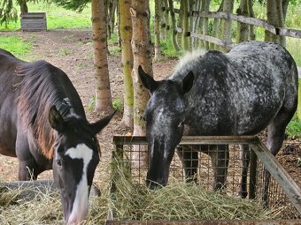 Appa x QH klisna 2,5 roku - 4