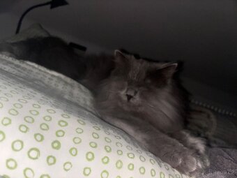 Prodej kocourka.. důvod stěhování - 4