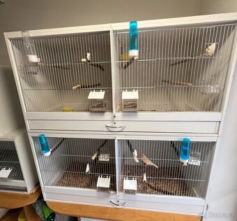 🐦Prodám chovné klece s kanáry-kompletní chovná sestava - 4