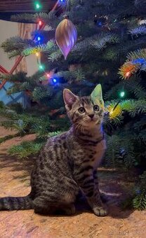 Bengálská X domácí kočička - 4