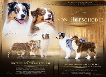 Australský ovčák s PP - 4