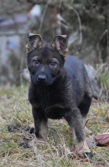 Štěňátka německého ovčáka s PP - 4