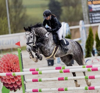 westfalsky valach - 4