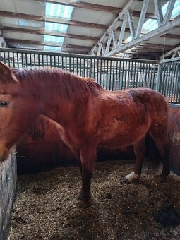 Prodám dva staré koně - 4