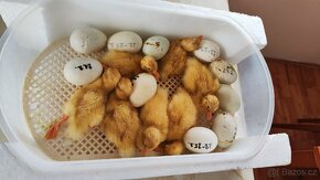 Násadová vejce kachna pekingská - 4