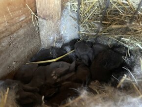 Králík-samice se 7 mláďaty - 4